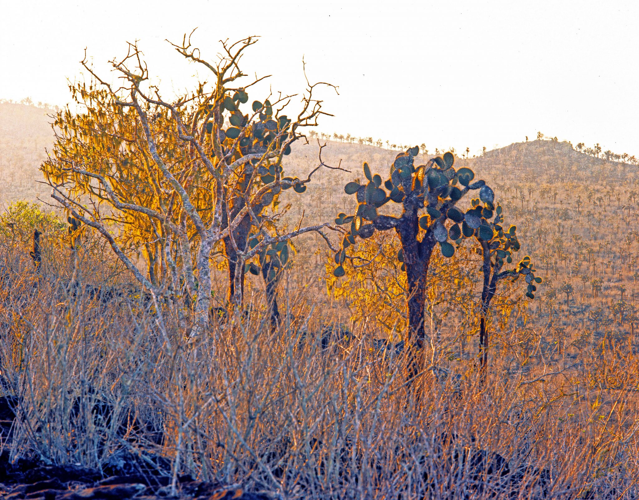 Arid-zone vegetation on Santa Fe.  On the left is a Palo Santo tree (Bursera graveolens).  These trees are leafless most of the year, to minimize water loss.  Also visible are several tree Opuntias (Opuntia echois barringtonensis), an endemic subspecies confined to this island.  The background is also studded with hundreds of Opuntias.