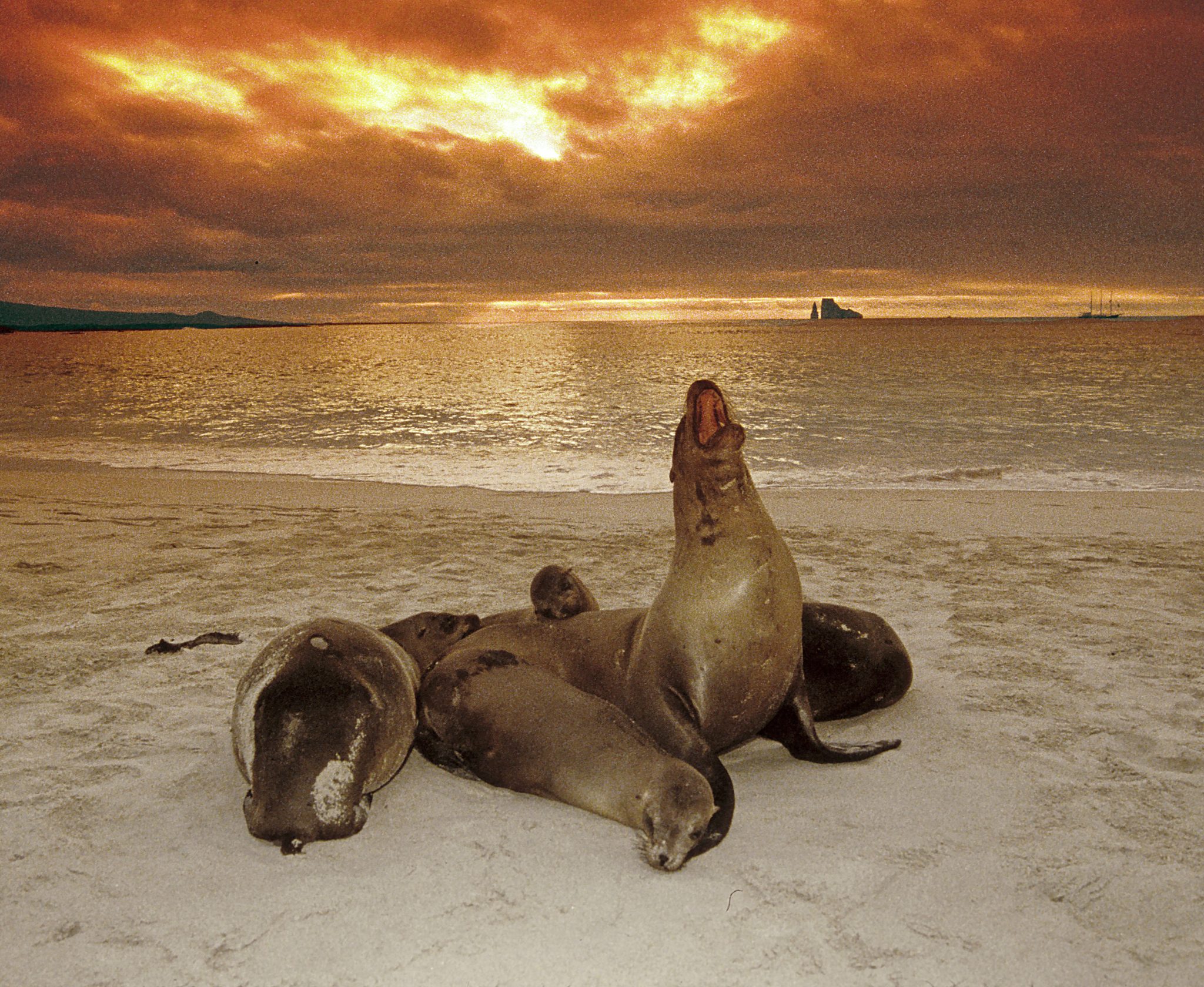 Sea lions (Zalophus wollebaek) near Cerro Brujo in on San Cristóbal.   In the distance is Kicker Rock, the former interior of a crater whose softer outsides, as Darwin (1844, p. 101) noted, have eroded away.