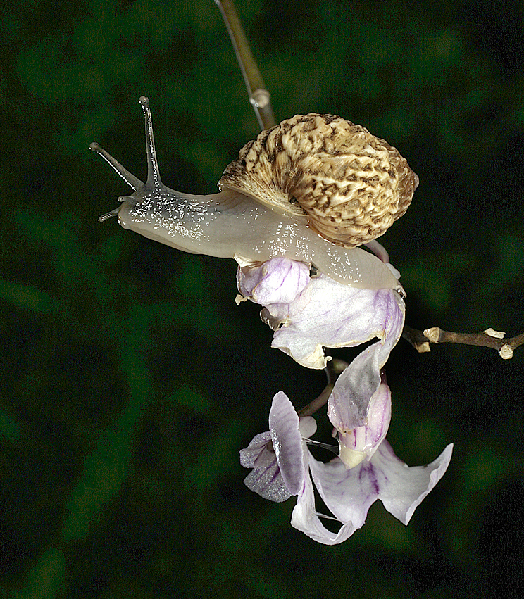 A Galápagos land snail (Bulimulus darwini) from the highlands of Santiago.  From 
a single ancestral species that colonized the Galápagos several million years ago, nearly 80 species of land snails have evolved in the these islands, dwarfing the number of species that have undergone adaptive radiation in other Galápagos taxa, including Darwin’s finches (17 species), giant land tortoises (between 13 and 16 species), Opuntia (6), and Scalesia (15).  For further information about this remarkable example of adaptive radiation, see  Parent and Crespi (2006).