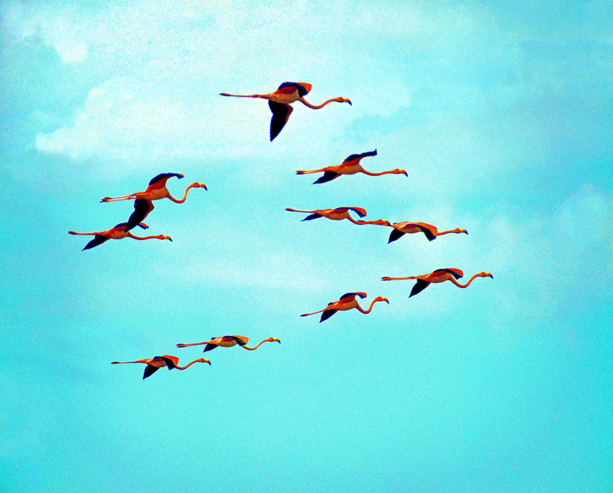 Flamingos (Phoenicopterus ruber glyphorhynchus) in flight near Punta Espumilla on Santiago.  Darwin collected a specimen of this bird, which is now recognized as an endemic Galápagos subspecies.