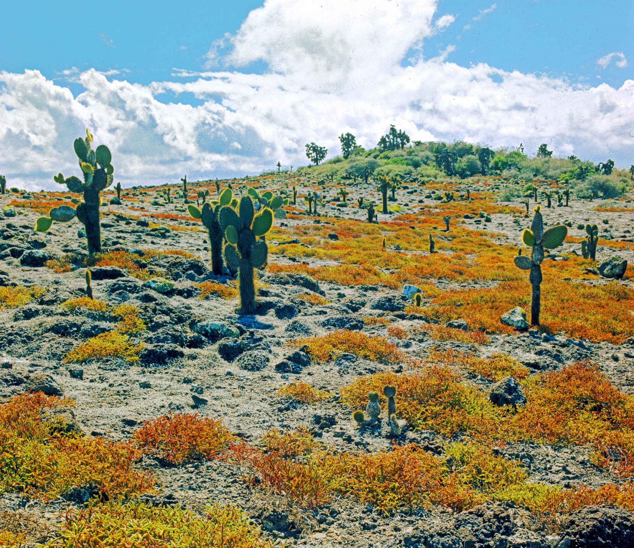 I took this large-format photograph of the red carpet weed (Sesuvium edmonstonei) and tree Opuntias (O. echios var. echios) on South Plaza in 1970, and the photo later became part of my long-term study of Opuntia loss on this island when I realized that there had not been a single new cactus in the area shown in the photograph, or in many other photos taken during my 1970 visit, over the next three decades.  Each of the cacti visible in this photograph, and nearly a thousand others, were subsequently assigned unique numbers, and their fates were then followed over time, using evidence derived from repeat photography from 1970 to the present (Sulloway, 2015).  Approximately half of the tree Opuntias visible in this photograph have died, either from old age or from the deleterious effects of El Niños. Based in part on my own team's research, the Galápagos Verde 2050 Project, under the leadership of Patricia Jaramillo, has reforested much of this island over the last decade.