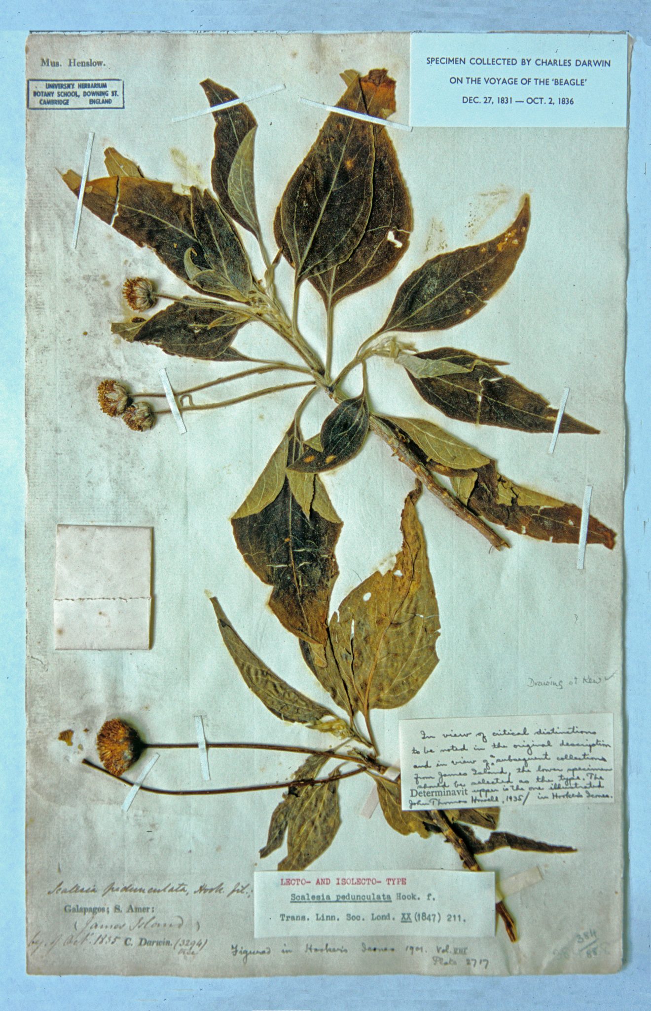 The type specimens for Scalesia pedunculata, collected by Darwin in the highlands of Santiago in October 1835.  These Beagle specimens are now at Cambridge University.