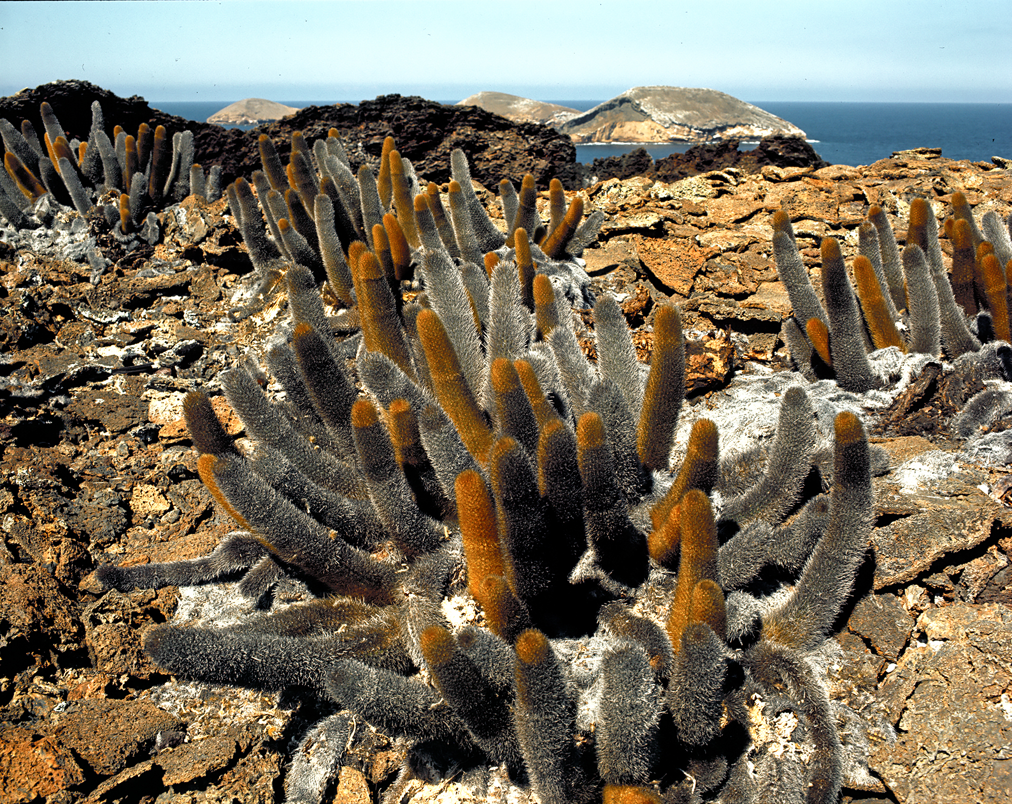 Lava cactus (Brachycerus nesioticus) on Sombrero Chino, with some of the Bainbridge Islands visible in the background.