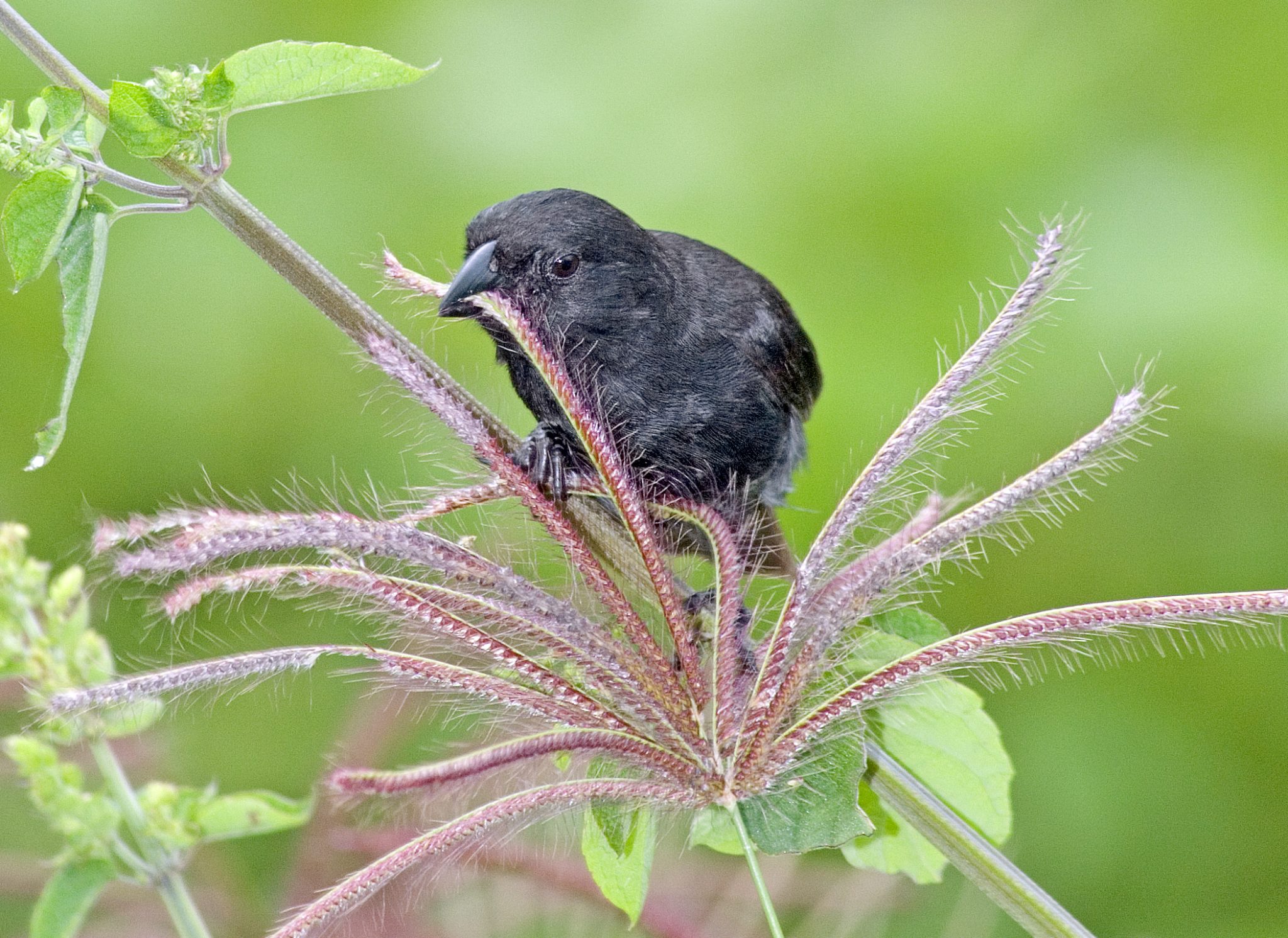 A small ground finch (Geospiza fuliginosa) extracting seeds with a sliding motion of its beak.  This behavior is observed much more frequently among birds in this species living in the moist Galápagos highlands than in the lowlands, where the same species tends to pick and chip at their prey.  This difference in behavior may in part be genetic, as various "clinal" differences in morphology are known to differentiate birds in this species over a distance of less than 15 miles on this island (Sulloway & Kleindorfer, 2013).
