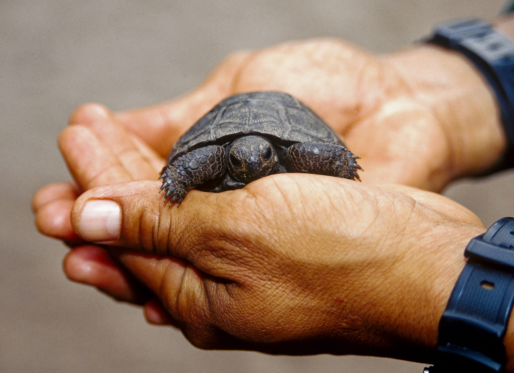 A newly hatched Galápagos tortoise.  The eggs of Galápagos tortoises incubate from about 110 to 175 days.  The sex of the tortoise is determined by the temperature of the incubation site, with tortoises requiring warmer temperature to become females (Kubisch & Ibargüengoytía, 2020).