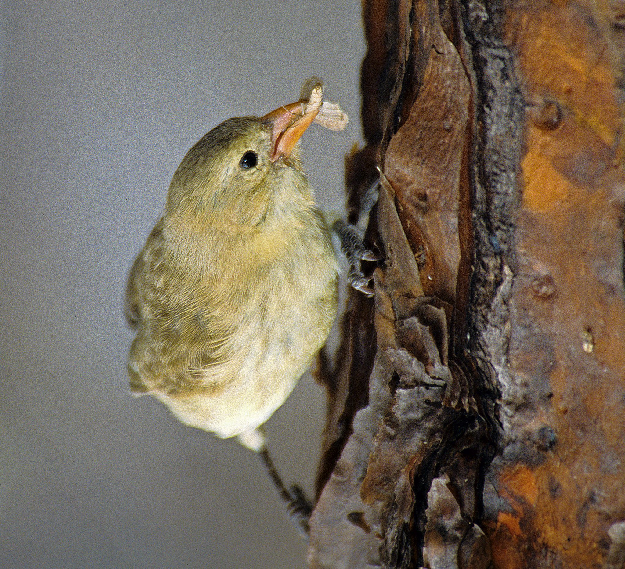 A woodpecker finch (Camarhynchus pallidus), which is one of the few birds in the world that uses a tool.  Woodpecker finches sometimes pry off twigs or cactus spines and use them to extract prey from difficult-to-reach crevices.