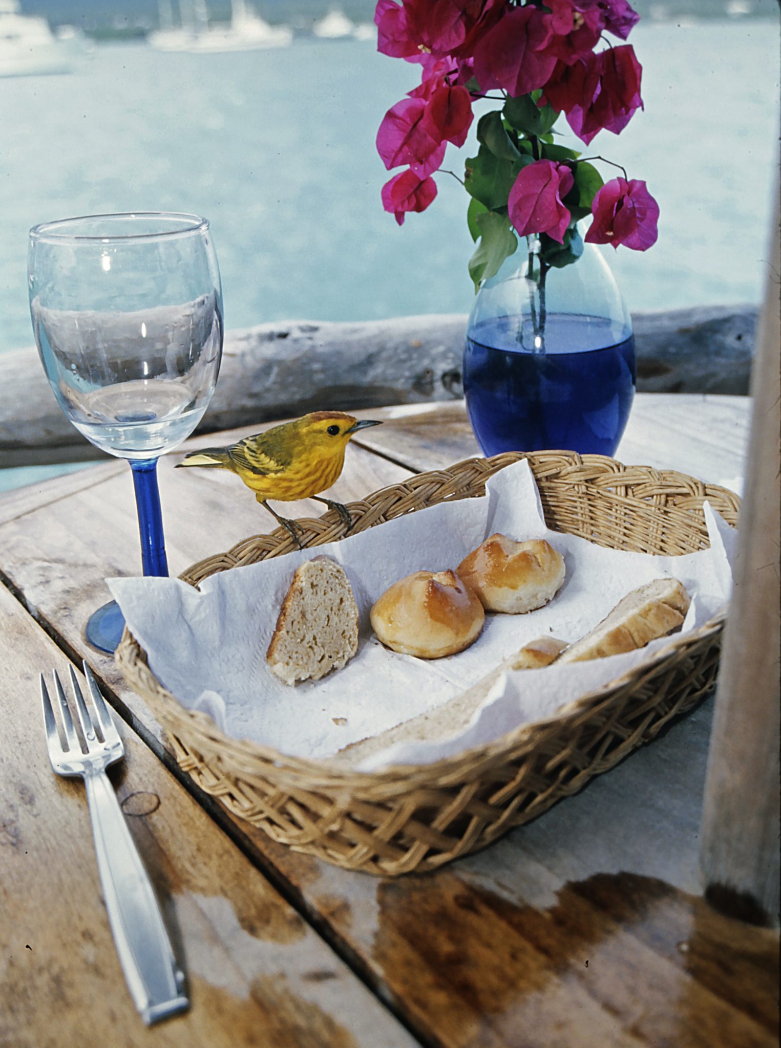 A yellow warbler (Dendroica petechia aureola), displyaing the characteristic fearlessness of most Galápagos birds.